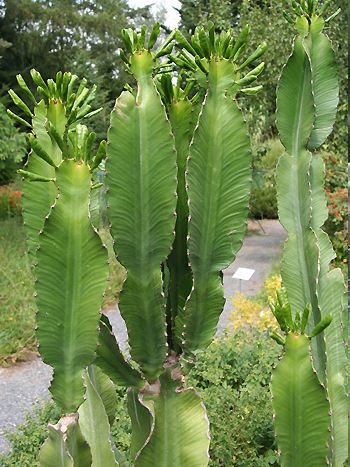 Euphorbia abyssinica