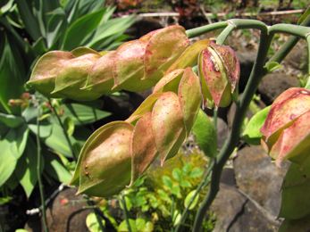 Euphorbia bracteata