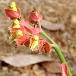 Euphorbia bracteata