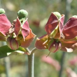 Euphorbia bracteata