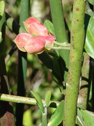 Euphorbia bracteata