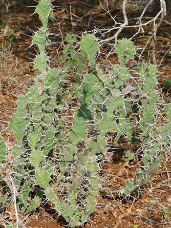 Euphorbia grandicornis