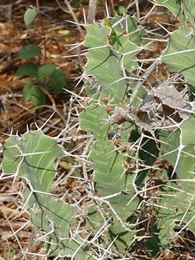 Euphorbia grandicornis<