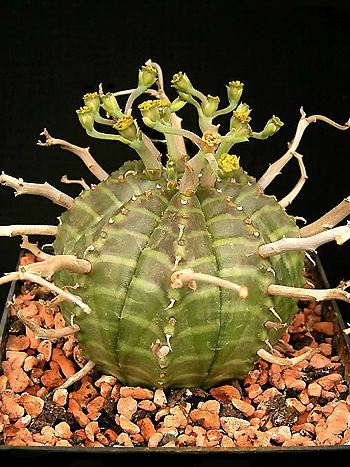 Euphorbia meloformis