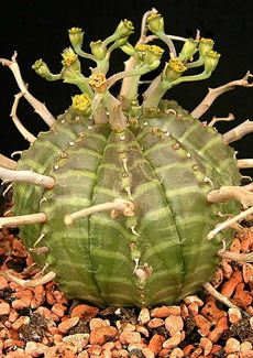 Euphorbia meloformis<