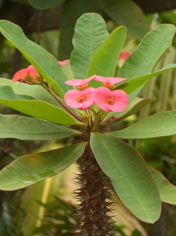 Euphorbia milii