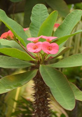 Euphorbia milii<