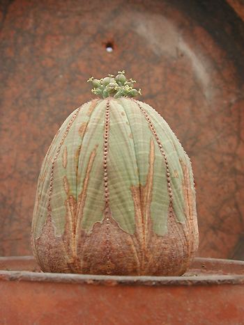 Euphorbia obesa