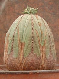 Euphorbia obesa<