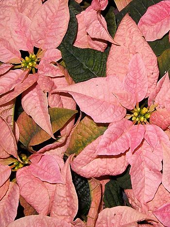 Euphorbia pulcherrima, Weihnachtssterne