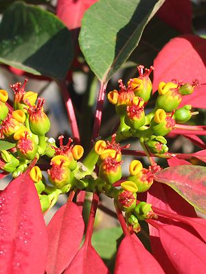 Euphorbia pulcherrima