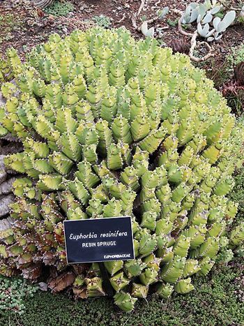 Euphorbia resinifera