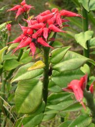 Pedilanthus tithymaloides, Synonym: Euphorbia tithymaloides