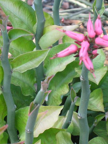 Euphorbia bracteatus