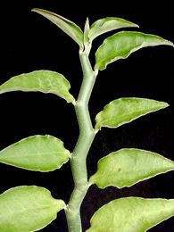 Pedilanthus tithymaloides, Synonym: Euphorbia tithymaloides