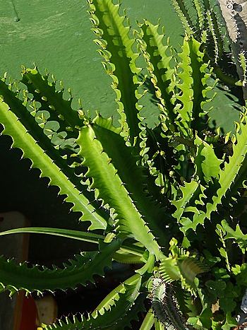 Euphorbia trigona