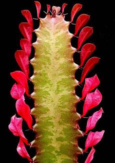 Euphorbia trigona 'Rubra'