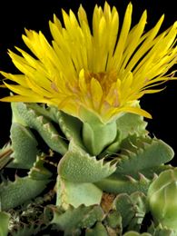 Faucaria tigirina