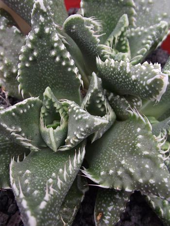 Faucaria tigrina