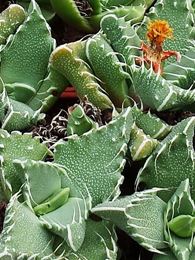 Faucaria tuberculosa