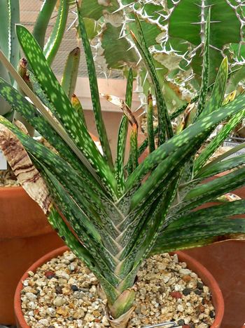 Gasteria bicolor var. liliputana