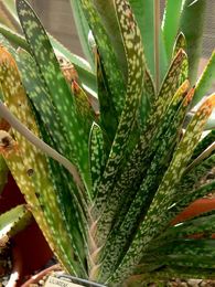 Gasteria bicolor var. bicolor