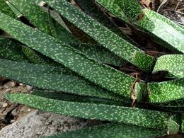 Gasteria brachyphylla