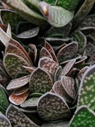 Gasteria bicolor var. liliputana