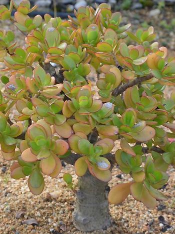 Geldbaum, Crassula ovata