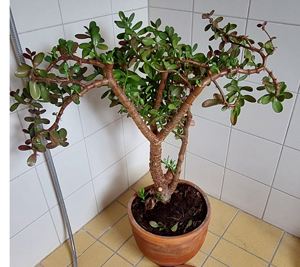 Crassula schneiden