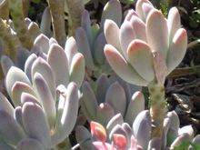 Graptopetalum amethystinum