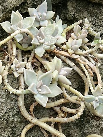 Graptopetalum paraguayense, Felsenrose