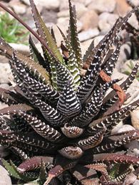 Haworthia attenuata