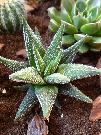 Haworthia attenuata