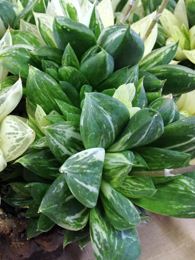 Haworthia cuspidata