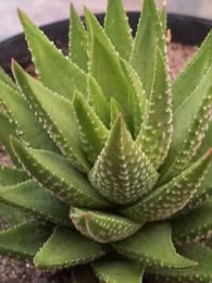 Haworthia fasciata