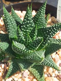 Haworthia minima