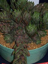 Haworthia reinwardtii