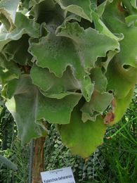 Kalanchoe beharensis