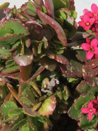 Kalanchoe blossfeldiania