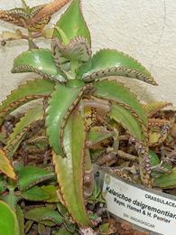 Kalanchoe daigremontiana