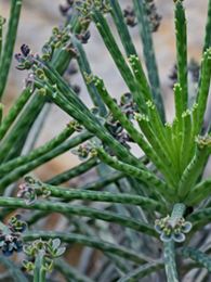 Kalanchoe delagoensis