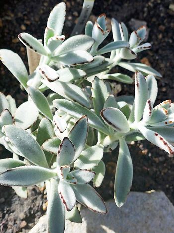 Kalanchoe tomentosa