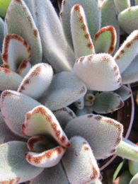 Kalanchoe tomentosa