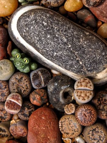 Sammlung verschiedener Lithops