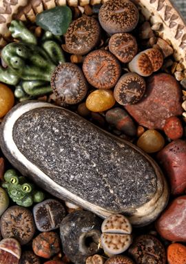 Sammlung verschiedener Lithops