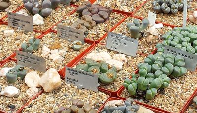 Lithops richtig gießen