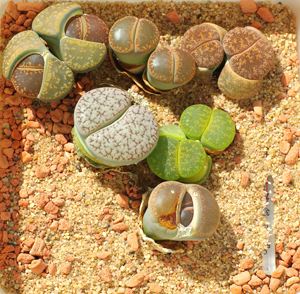 Lithops im Sommer