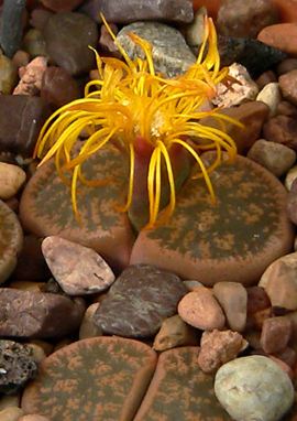 Lithops lesliei