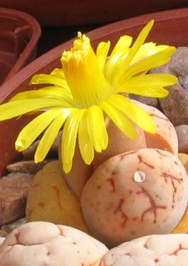 Lithops ruschiorum